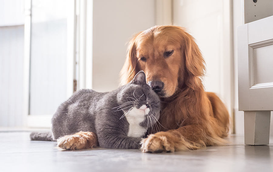 Dog and Cat Registration Mosman Council